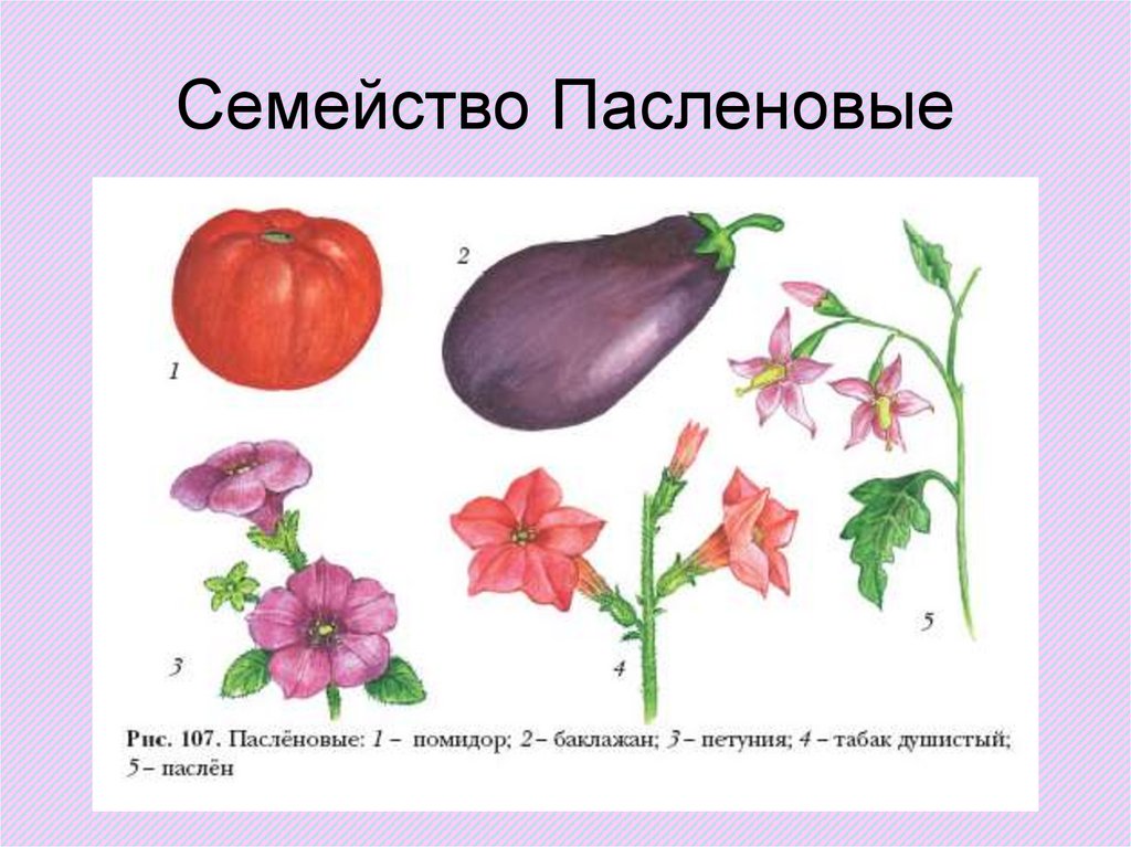 Пасленовые культуры